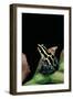 Ranitomeya Ventrimaculata (Reticulated Poison Frog)-Paul Starosta-Framed Photographic Print