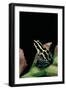 Ranitomeya Ventrimaculata (Reticulated Poison Frog)-Paul Starosta-Framed Photographic Print