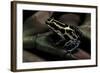 Ranitomeya Ventrimaculata (Reticulated Poison Frog)-Paul Starosta-Framed Photographic Print