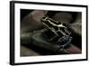 Ranitomeya Ventrimaculata (Reticulated Poison Frog)-Paul Starosta-Framed Photographic Print