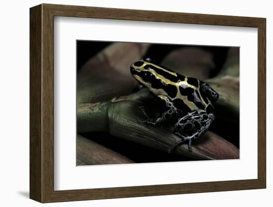 Ranitomeya Ventrimaculata (Reticulated Poison Frog)-Paul Starosta-Framed Photographic Print