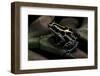 Ranitomeya Ventrimaculata (Reticulated Poison Frog)-Paul Starosta-Framed Photographic Print