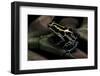 Ranitomeya Ventrimaculata (Reticulated Poison Frog)-Paul Starosta-Framed Photographic Print