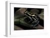 Ranitomeya Ventrimaculata (Reticulated Poison Frog)-Paul Starosta-Framed Photographic Print