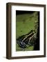 Ranitomeya Ventrimaculata (Reticulated Poison Frog)-Paul Starosta-Framed Photographic Print