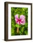 Ranthambore, Rajasthan, India, Hibiscus flower dips over its green foliage-Jolly Sienda-Framed Photographic Print