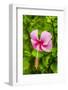 Ranthambore, Rajasthan, India, Hibiscus flower dips over its green foliage-Jolly Sienda-Framed Photographic Print