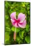 Ranthambore, Rajasthan, India, Hibiscus flower dips over its green foliage-Jolly Sienda-Mounted Photographic Print