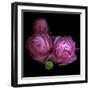 Ranunculus 2-Magda Indigo-Framed Photographic Print