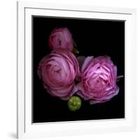 Ranunculus 2-Magda Indigo-Framed Photographic Print