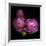 Ranunculus 2-Magda Indigo-Framed Photographic Print