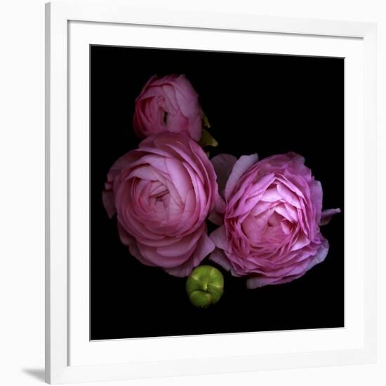 Ranunculus 2-Magda Indigo-Framed Photographic Print