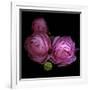 Ranunculus 2-Magda Indigo-Framed Photographic Print