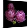 Ranunculus 2-Magda Indigo-Mounted Photographic Print