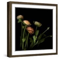 Ranunculus 4-Magda Indigo-Framed Photographic Print