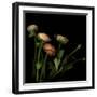 Ranunculus 4-Magda Indigo-Framed Photographic Print