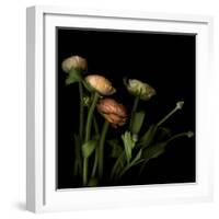 Ranunculus 4-Magda Indigo-Framed Photographic Print