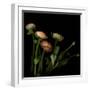 Ranunculus 4-Magda Indigo-Framed Photographic Print