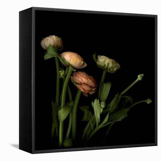 Ranunculus 4-Magda Indigo-Framed Stretched Canvas