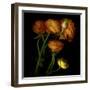 Ranunculus 5-Magda Indigo-Framed Photographic Print