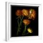 Ranunculus 5-Magda Indigo-Framed Photographic Print