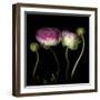 Ranunculus 6-Magda Indigo-Framed Photographic Print