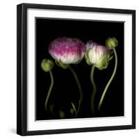 Ranunculus 6-Magda Indigo-Framed Photographic Print