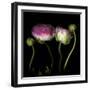 Ranunculus 6-Magda Indigo-Framed Photographic Print