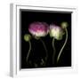 Ranunculus 6-Magda Indigo-Framed Photographic Print