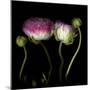 Ranunculus 6-Magda Indigo-Mounted Photographic Print