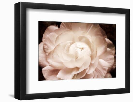 Ranunculus 7-Christine Zalewski-Framed Art Print