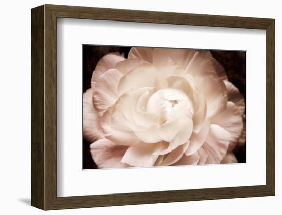 Ranunculus 7-Christine Zalewski-Framed Art Print