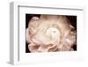 Ranunculus 7-Christine Zalewski-Framed Art Print