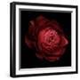 Ranunculus 9-Magda Indigo-Framed Photographic Print