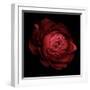 Ranunculus 9-Magda Indigo-Framed Photographic Print