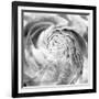 Ranunculus Abstract II BW Light-Laura Marshall-Framed Photographic Print