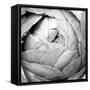 Ranunculus Abstract III BW Light-Laura Marshall-Framed Stretched Canvas