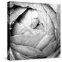 Ranunculus Abstract III BW Light-Laura Marshall-Stretched Canvas