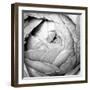 Ranunculus Abstract III BW Light-Laura Marshall-Framed Photographic Print