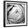 Ranunculus Abstract III BW Light-Laura Marshall-Framed Photographic Print