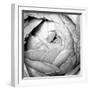 Ranunculus Abstract III BW Light-Laura Marshall-Framed Photographic Print