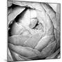 Ranunculus Abstract III BW Light-Laura Marshall-Mounted Photographic Print