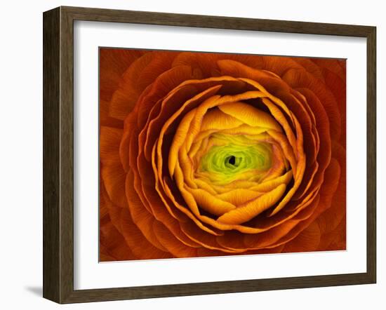 Ranunculus asiaticus-Victor Mozqueda-Framed Giclee Print