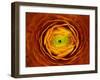 Ranunculus asiaticus-Victor Mozqueda-Framed Giclee Print