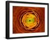 Ranunculus asiaticus-Victor Mozqueda-Framed Giclee Print