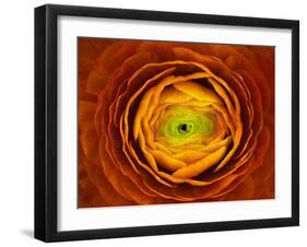 Ranunculus asiaticus-Victor Mozqueda-Framed Giclee Print