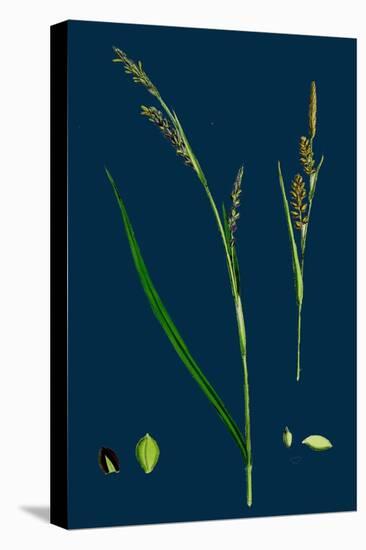 Ranunculus Bulbosus; Bulbous Crowfoot-null-Stretched Canvas