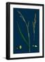 Ranunculus Bulbosus; Bulbous Crowfoot-null-Framed Giclee Print