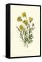 Ranunculus Bulbosus-F Edward Hulme-Framed Stretched Canvas