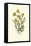 Ranunculus Bulbosus-F Edward Hulme-Framed Stretched Canvas